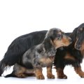犬の性格って遺伝す…