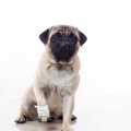 犬が骨折するときに…