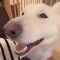 ナデナデが大好きで…