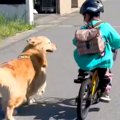 朝、保育園に行く男…