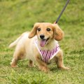 犬を飼ったら絶対に…