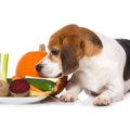 犬と一緒に食べられ…