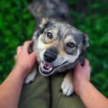 犬が『久しぶりに会…