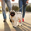犬の散歩中によくあ…