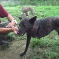 トラバサミに前足を…