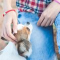 犬が懐いてくれない…