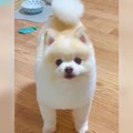 『犬がご飯を食べ終…