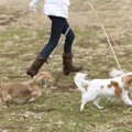 犬にとっての散歩と…