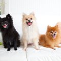 『犬の多頭飼いある…