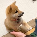 子犬が『おてとおか…