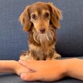 『犬と手を重ねるチ…