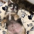 飼い主に保湿をして…