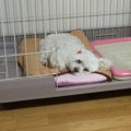 犬のハウス┃ハウスの…