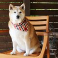 犬が発情期の時にす…