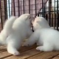 生後29日のもふころ…