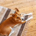 犬を自由にさせすぎ…