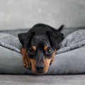 犬がいつもより元気…