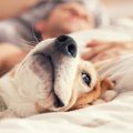 犬が『飼い主の寝床…