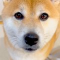 犬が家族に『お願い…