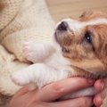 犬嫌いを治したい！…