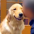 父が『大型犬を撫で…