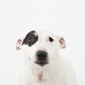 愛犬が耳を倒してし…