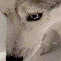 ハスキー犬をお風呂…
