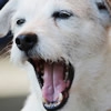 犬の気持ち？あいさ…