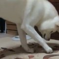 天狗の鈴を見つけた…