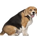 太り気味の犬に起こ…