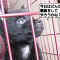 犬は名前で性格が決…