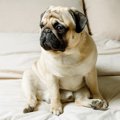 犬の『座り方がおか…