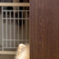 犬とケンカをした結…