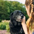 犬は何歳から介護が…