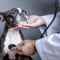 犬が突然死んでしま…