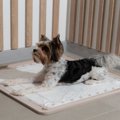 犬が『トイレで寝て…