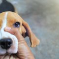 犬への罰としてやっ…