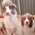 換毛期に2匹の犬をブ…