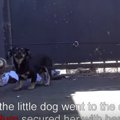 何て日だ！1匹の保護…