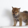 豆柴って柴犬とどう…