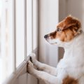 愛犬は留守番中、何…