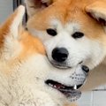 叔父犬と甥っ子犬→愛…