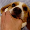 「何故止める！」枕…