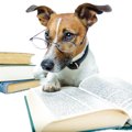 『文字を理解する犬…