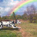 犬にまつわるスピリ…