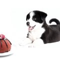 犬にキャロブを与え…