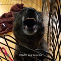 人を噛む犬を作るの…