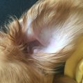 犬が頭を振る理由と…
