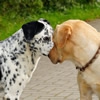 犬のストレスを理解…