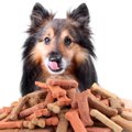 犬におやつを与える…